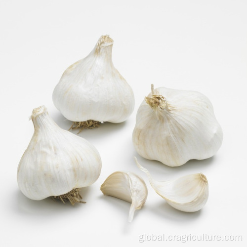 Dehydrated Normal White Garlic 5cm Fresh Normal White Garlic Price Manufactory